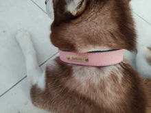 Dog-Collar Id-Plate Engraved Dogs Pitbull Custom Personalized Padded with Tag 2-Layers