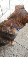 Dog-Personalized-Collar Cloth Reflective Metal Diving Collars Black Buckle Large Medium