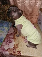 Flamingo patrón suave ropa para mascotas ropa de perro ropa zapatos y accesorios zapatos y ropa de perro chaleco camisa productos para mascotas verano gato chaleco camiseta