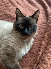 Dog-Collar Engraved Name-Tag Braided Dog Puppy Dogs Small Personalized Free-Bell 