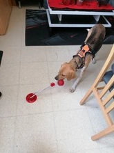 Juguetes para mascotas con copa de succión perro juguete con bola goma termoplástica para limpieza de perro juguetes para perros pequeños, perro de juguete