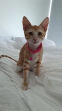 Collar de lentejuelas de colores para perros y gatos, hebilla ajustable, Collar de nailon para cachorros y gatitos, colgante con campana, accesorios para mascotas, 1 unidad