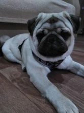 Arnés de Bulldog Francés transpirable para perros pequeños y medianos, chaleco para gatos, entrenamiento para caminar