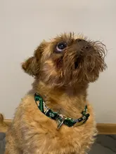 Collar de nailon para perro, personalizado con placa de etiqueta de identificación grabada para mascota, reflectante, perros pequeños, medianos y grandes