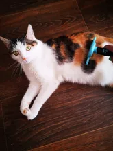 Peine para quitar el pelo de mascotas, cepillo de pelo medio corto para perros, accesorios de cepillo de belleza, herramienta de aseo para gatos