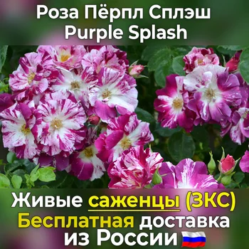 

Root seedlings roses purple splash (Purple splash)-not seeds, live flowers in a pot