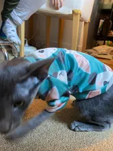 Cartoon Cat Hoodie Sweater Autumn Winter Pet Cat Clothes for Cats Katten Kedi Pullovers