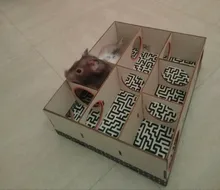 Hamster Maze Wooden Tube Tunnel Cage Seesaw House Swing Small Animals Pet Toys