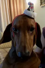 Costume Pet-Hat Pet-Cosplay-Clothes Christmas Cat Cute Dog Party-Decoration Glitter Elastic