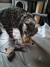 Simulation Bird Mouse Pet Cat Toy Kitten Interactive Training Scratching Toy Feather