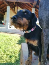 Collar de flores con diamantes relucientes para perros pequeños y medianos, Collar ajustable de cuero para mascotas, Chihuahua