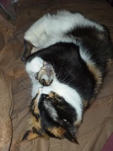 Doll-Pillow Cat-Toy Cat Mint Simulation-Fish Grass-Carp Funny New Pet-Molar