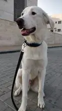 Dog-Training-Collar Vibration Sound-Dogs Electric Shock Large Waterproof for Small Medium