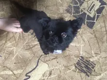 Dicway-cortadora de pelo Gato para perros, afeitadora recargable, juego profesional, tijeras eléctricas, para equipo de animales