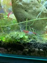 Fish-Tank Aquarium Shrimp Food Natural-Spinach Crystal Red 35g Mixed-Ingredient Hotest