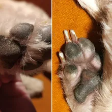 Grooming-Machine Shaver Usb-Charging-Trimmer Foot-Ear Haircut Electrical Pet for Cat