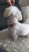 Collar de flores con diamantes relucientes para perros pequeños y medianos, Collar ajustable de cuero para mascotas, Chihuahua