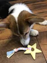 Toy Rubber-Toys Interactive-Training Pet Chew Dog-Bite-Resistant Small for Non-Toxic