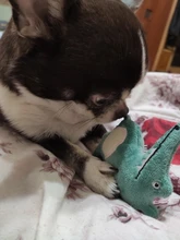 Toys-Supplies Interactive-Toy Dogs Agility Plush Playing Traning Animal Funny Mint Kitten-Teaser