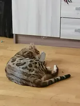 Cat-Toy Interactive-Tools Pet-Supplies Plush-Toys Mint-Scratcher Catnip Teeth-Grinding