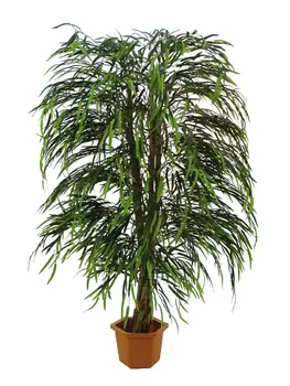 

EUROPALMS Willow tree multi leaf, artificial plant, 215cm