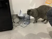 REPLACEMENT-FILTERS Fountain ACTIVATED-CARBON-FILTER Cat-Water Pet Automatic WF050/WF060