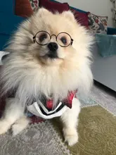 Pet-Glasses Props-Accessories Eye-Wear Dog Photos Cat Hot-Sale for Pet-Products 1pcs