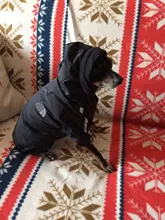Reflective Clothing Coat Jacket Puppy Dog-Face-Hoodie Dogs Small Waterproof Winter The