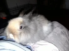 Meisha-Tijeras profesionales de peluquería, herramienta de estilismo para cortar el cabello, 5,5 pulgadas, Japón, 440c, A0027A