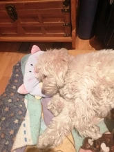 Almohada de moda para mascotas, cojín especial para dormir de gatos y perros, oso de peluche, Pomeranian, suministros para perros, alfombrilla para cachorro, 2019