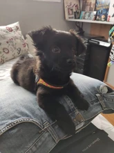 Seat-Belt Harnesses Stunt Puppy Bull Small-Pet Terrier Printed Dogs Chihuahua Shih Tzu