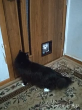 Pet-Gate Door-Kit Flap-Door Security-Lock Dog Cat Abs-Plastic Kitten with 4-Way for Small