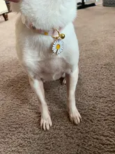 Collar de Gato de margaritas y flores, ajustable, de seguridad, para cachorros, Chihuahua, gatito, conejo, accesorios para gatos
