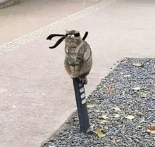 5 par/caja pestañas 3D fibra Artificial mucho pestañas duraderas las mujeres extensión y volumen de pestañas falsas