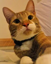 Collar de gato de terciopelo con lazo liso para cachorro, Chihuahua, con campana, hebilla de seguridad ajustable, pajarita para gatos, accesorios para mascotas