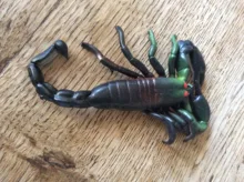 1 Uds difícil parodia de terror animal de plástico suave insectos de juguete modelo de araña escorpión lagarto langosta figuras de animales Oficina broma Juguetes
