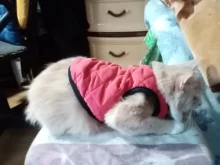 Ropa para perro Chihuahua, traje de gatito, chaqueta para perro, chaleco, ropa de invierno, abrigo de perrito mascota, ropa para perros pequeños y medianos