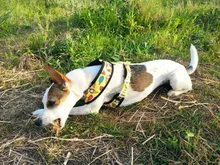 Arnés de Mascota para Bulldog Francés, correas pequeñas y medianas para perros, chaleco de cachorro francés, correa de plomo para perro que camina, productos para mascotas
