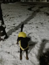 Ropa de invierno cálida para perros, chaleco reflectante para cachorros, chaqueta polar cómoda para mascotas, abrigo para perros pequeños, medianos y grandes, 2020