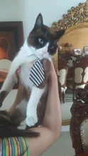 Pajarita a rayas para perro y gato, Collar ajustable para mascotas, corbata blanca para perro, y boda para fiesta, 2020
