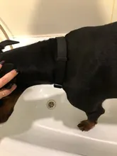 Dog-Collar Link-Chain Dog-Training-Accessories Slip Pet Large Dog Martingal Nylon Adjustable