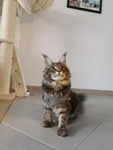 Conjunto de arnés y correa reflectante de seguridad para perros pequeños y medianos, arnés para gato, chaleco, correa de pecho para cachorro, Bulldog, Chihuahua