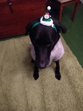 Costume Pet-Hat Pet-Cosplay-Clothes Christmas Cat Cute Dog Party-Decoration Glitter Elastic