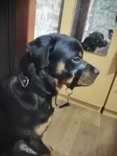 Training Leash Harness Leader-Belt Head-Collar Muzzle Dog Adjustable No-Pull-Bite HALTER