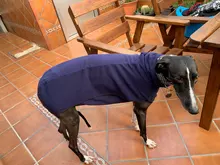 Clothing Pullovers Pet-Coat Pitbull Dogs High-Collar Winter Mascotas Large Medium Big