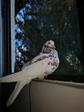 Cuerda de entrenamiento antimordedura para mascotas, Kits de correas ultraligeras, suaves y portátiles, gran oferta