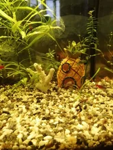 Aquarium-Decoration Shrimp Nest Fish-Tank-Decor Pineapple-House Comic-Plants Fish Hiding