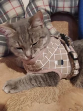 Leash-Set Harness-Leads Mesh Dogs Vest Puppy-Reflective Small-Dogs Kitten Nylon And 