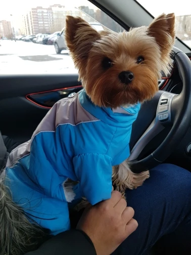yorkie snowsuit