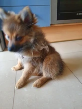 Leash-Collar-Set Dog-Harness Adjustable Small Walking Outdoor Medium Cute Bow Soft 